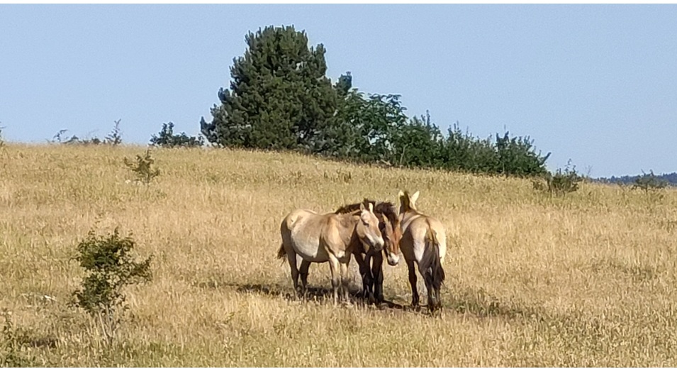 You are currently viewing J3 – Nivolliers – Meyrues